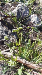 Valerianella turgida