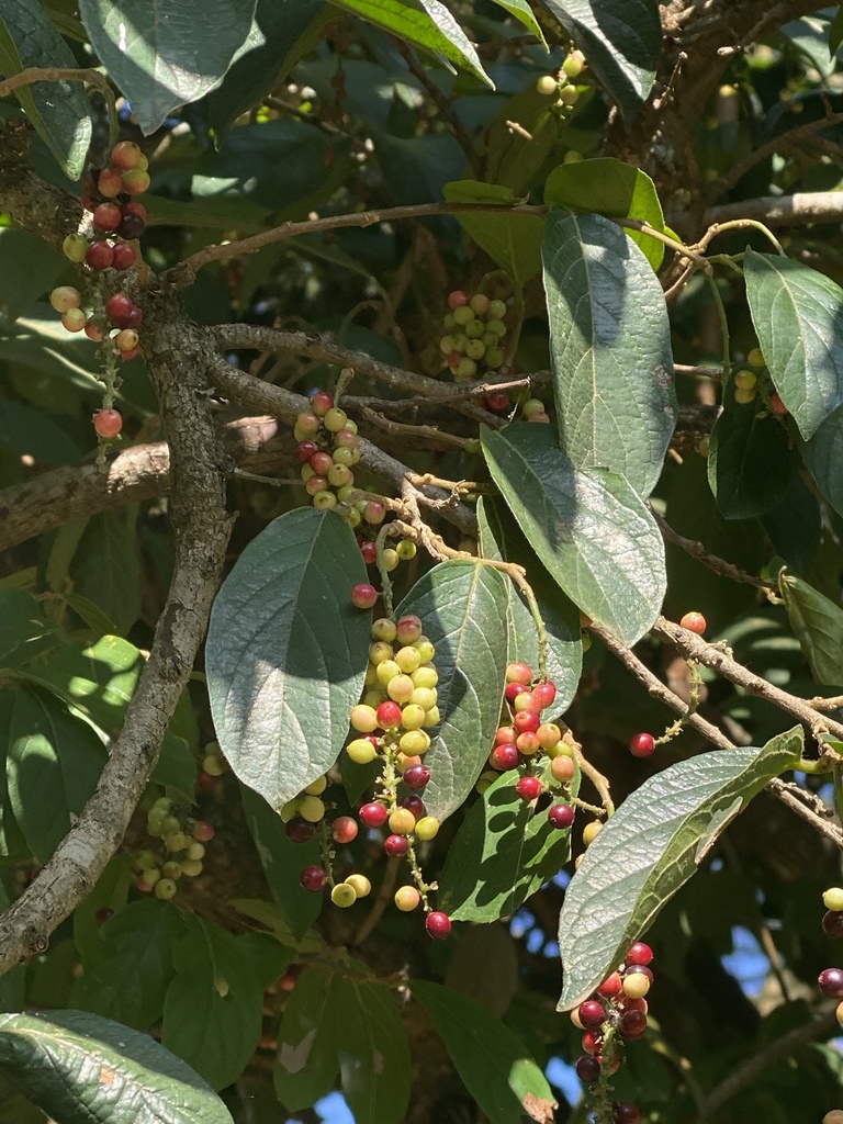 tasselberry