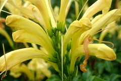 Tecomaria capensis
