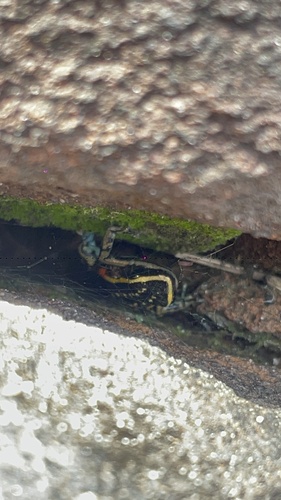 Lutz's Poison Frog