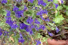 Lobelia erinus
