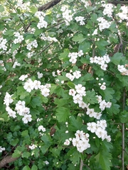 Crataegus monogyna