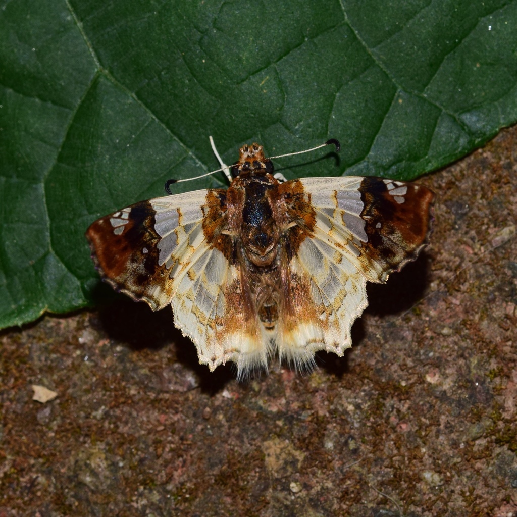 Buff-tipped Skipper