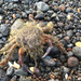 Hairy Seaweed Crab - Photo (c) Karen Pratt, some rights reserved (CC BY-NC), uploaded by Karen Pratt