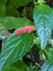 Ruellia coccinea