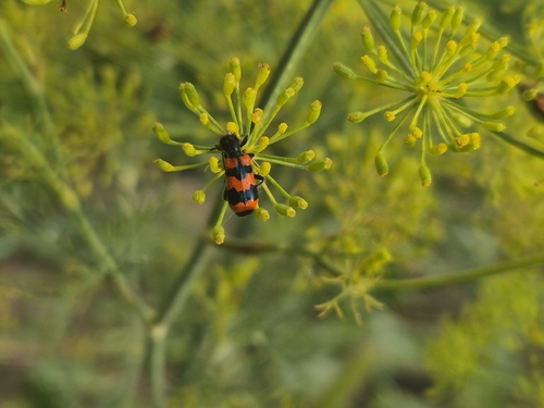 Bee-eating Beetle