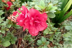 Rhododendron indicum