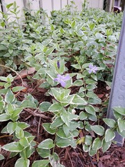 Vinca major