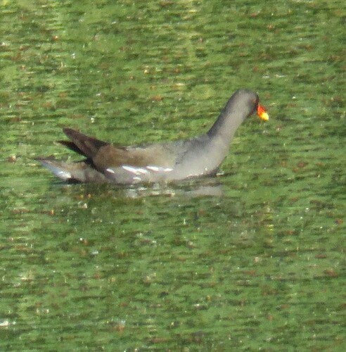 Common Moorhen