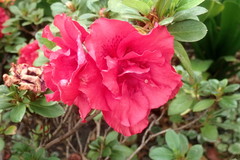 Rhododendron indicum