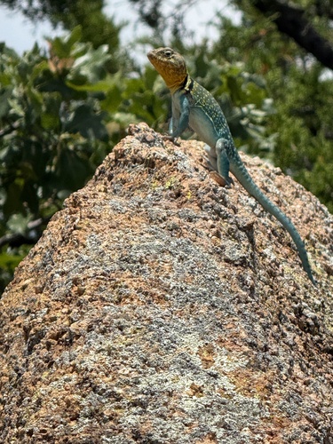 Eastern Collared Lizard