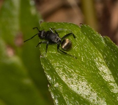 Polyrhachis tubifera