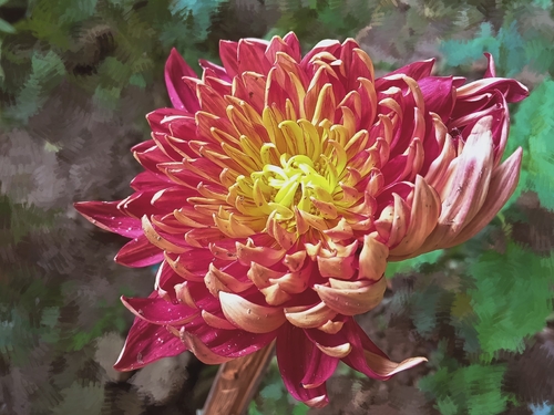 Chrysanthemum morifolium observed 2026-06-21