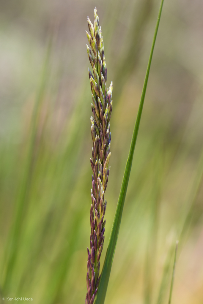 California melic (Melica californica) - Botanical Realm