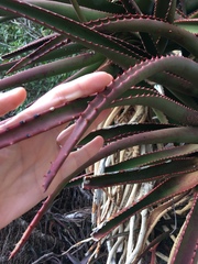 Aloe rupestris