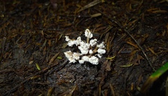 Cordyceps sinclairii