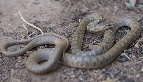Flowered Whip Snake