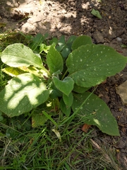 Pentaglottis sempervirens