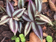 Tradescantia zebrina zebrina
