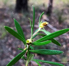Hibbertia stricta