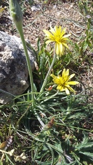 Pseudopodospermum molle