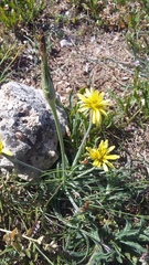 Pseudopodospermum molle