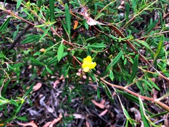 Hibbertia stricta