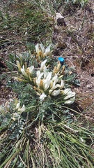 Astragalus rupifragus