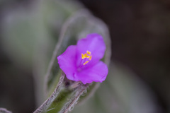 Tradescantia sillamontana