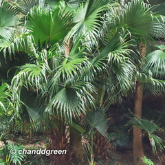 Livistona chinensis