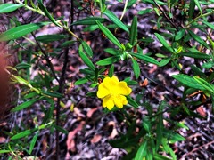 Hibbertia stricta
