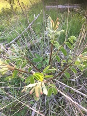Hippocrepis emerus