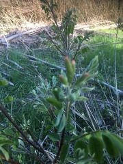 Hippocrepis emerus