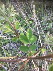 Hippocrepis emerus