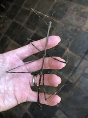 Bactricia bituberculata