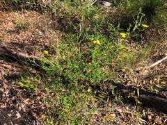 Hibbertia stricta