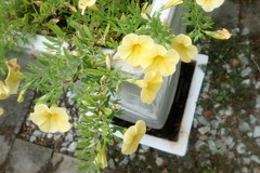 Petunia