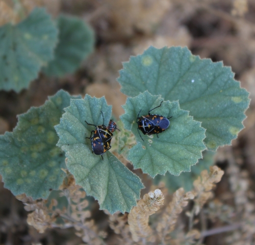 iNaturalist observation photo of Harlequin Bug