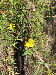 Hibbertia stricta