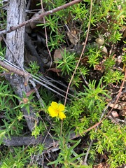 Hibbertia stricta