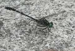 Stylogomphus albistylus