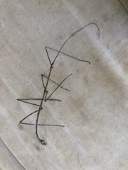 Bactricia bituberculata