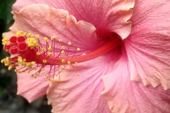 Hibiscus rosa-sinensis