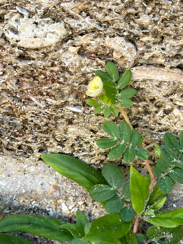 Kallstroemia maxima