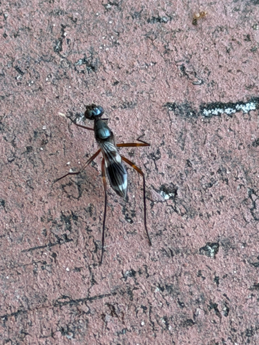 Taeniaptera trivittata