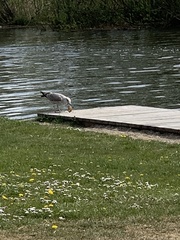 Larus