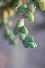 Corpuscularia lehmannii