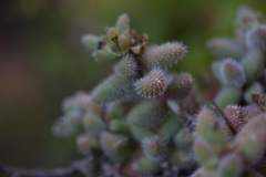 Delosperma echinatum