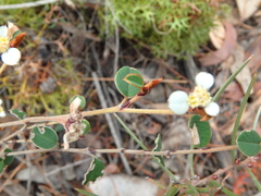 Spyridium thymifolium