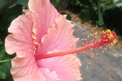 Hibiscus rosa-sinensis